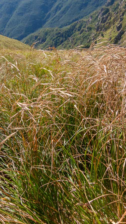 Poaceae in crinale appenninico